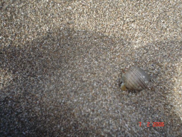 3-11 feb Flag Beach amiguitas + family (20)