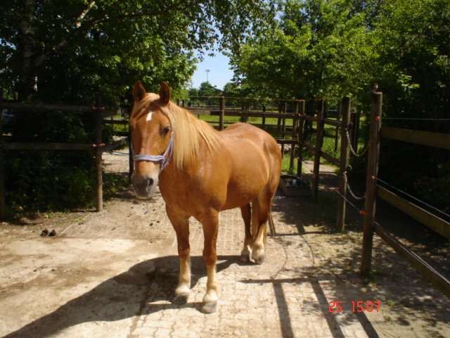 Rui, Yira casa (11)