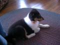 Jack-the-dog.JPG