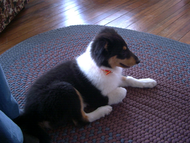 Jack-the-dog.JPG