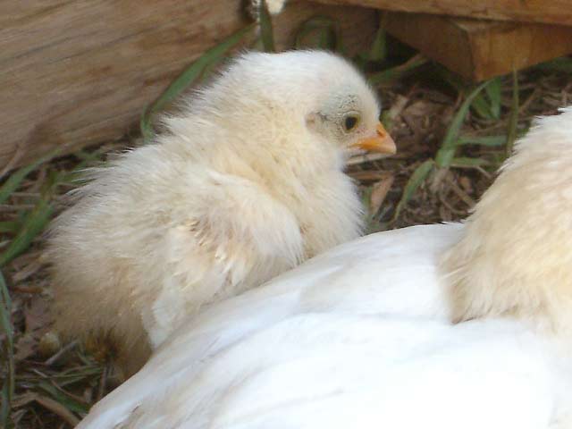 Stefie'schickens01.jpg