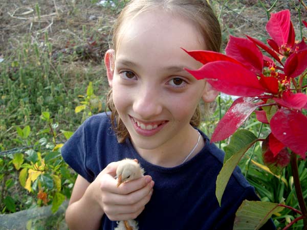 Stefie'schickens02.jpg