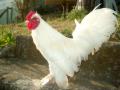 Stefie'schickens04.jpg